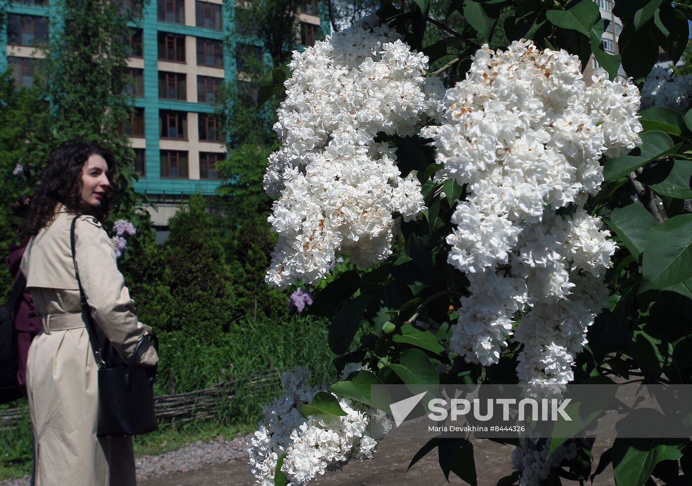 Lilac exhibition at Moscow State University's Botanical Garden