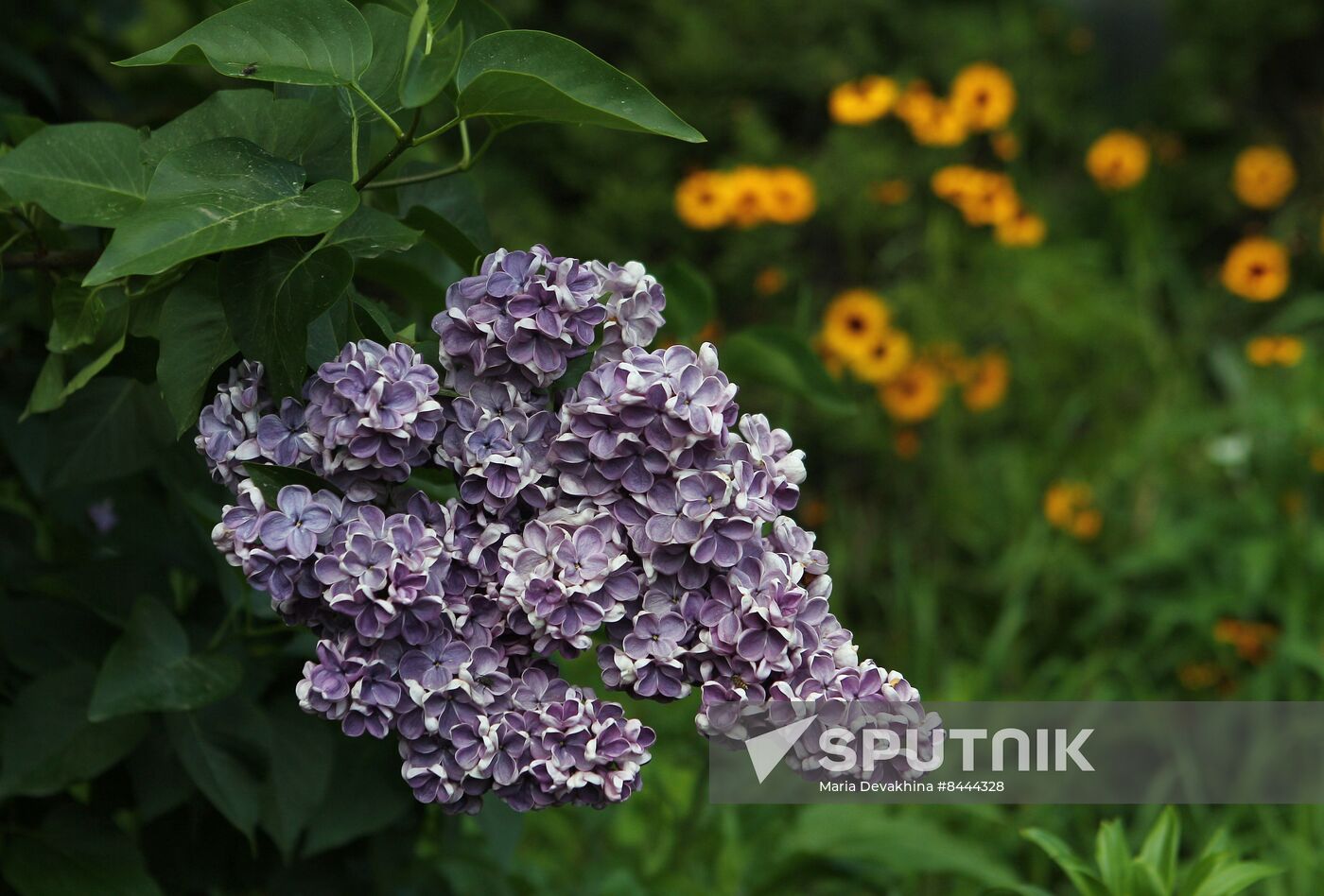 Lilac exhibition at Moscow State University's Botanical Garden