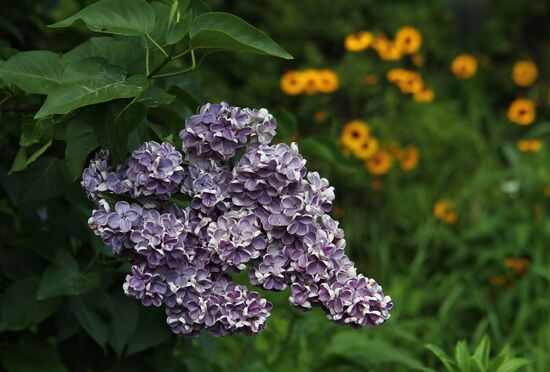 Lilac exhibition at Moscow State University's Botanical Garden