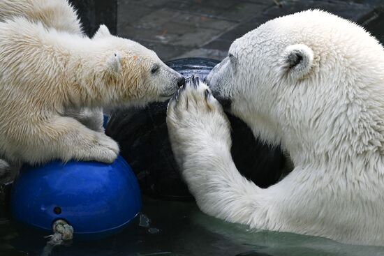 Russia Zoo Polar Bears