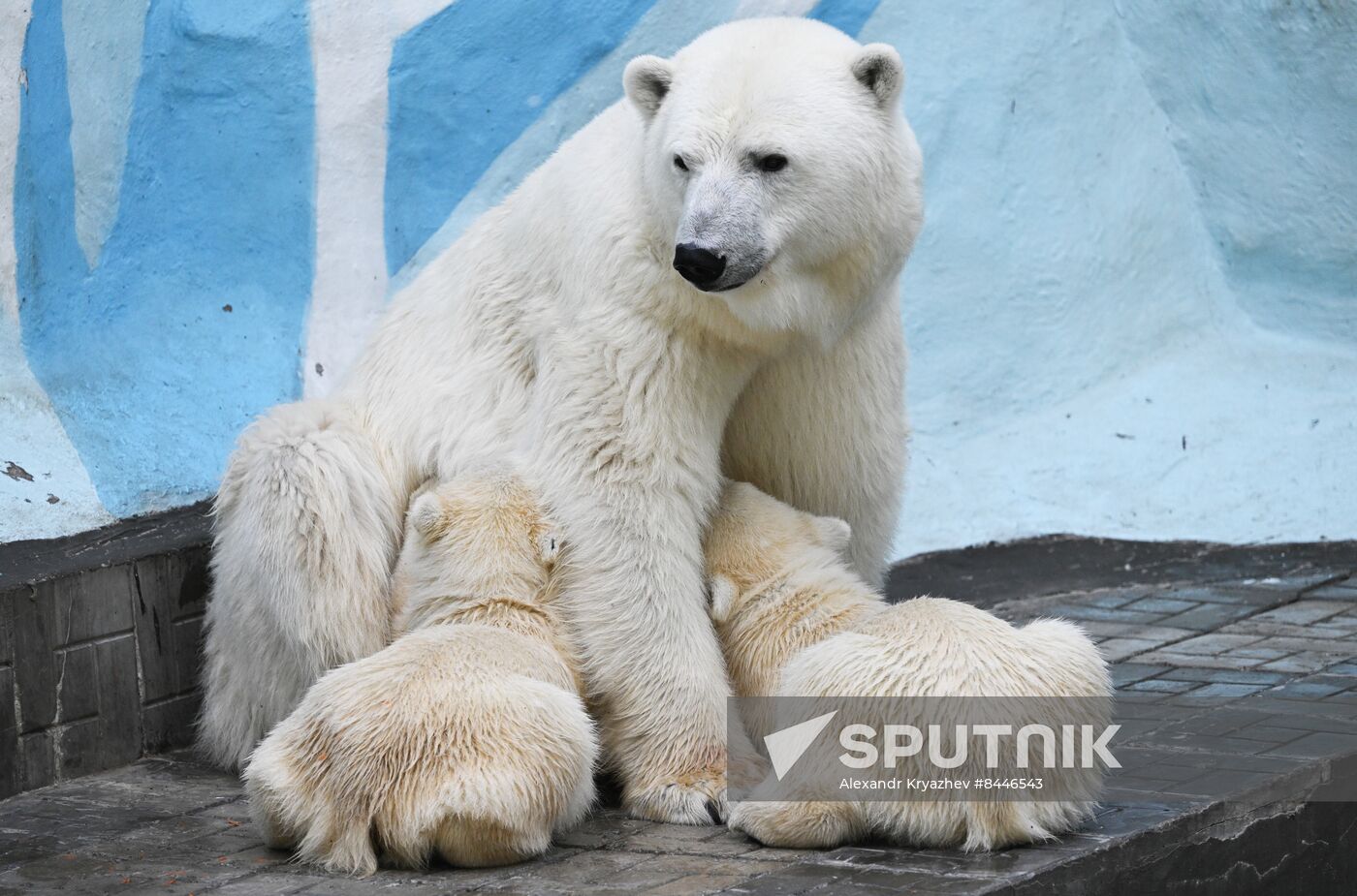 Russia Zoo Polar Bears