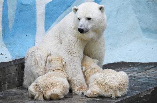 Russia Zoo Polar Bears