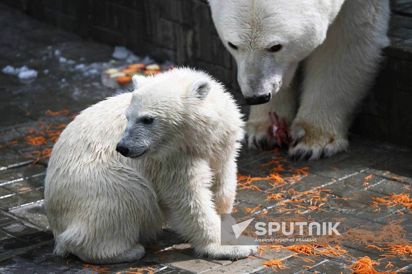 Russia Zoo Polar Bears