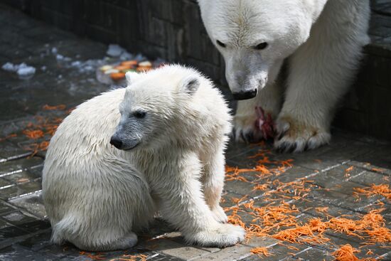 Russia Zoo Polar Bears