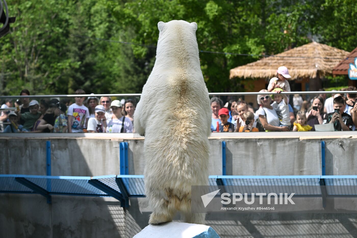 Russia Zoo Polar Bears