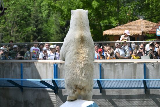 Russia Zoo Polar Bears