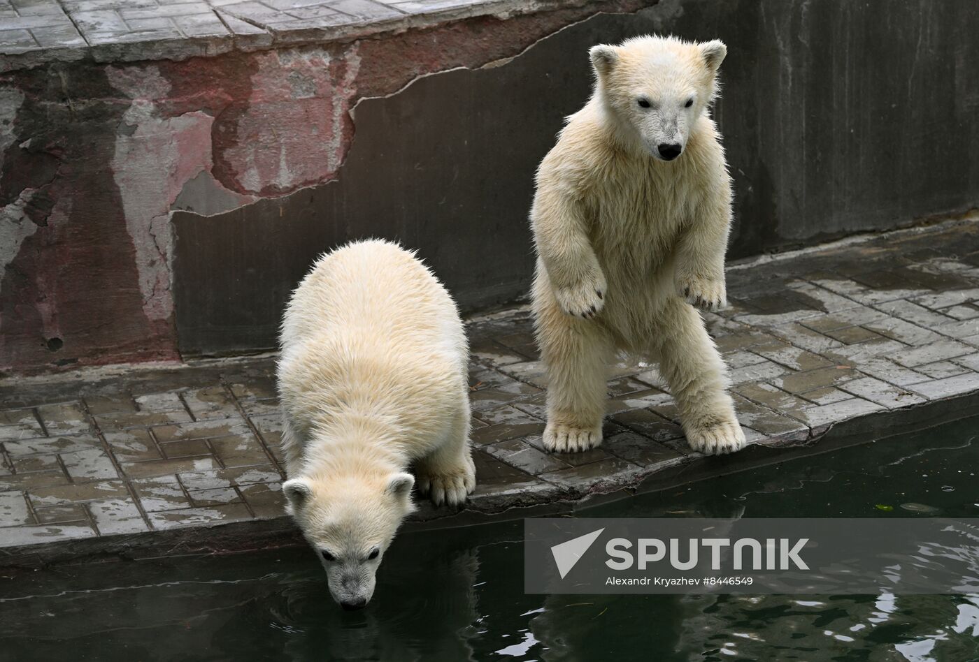 Russia Zoo Polar Bears