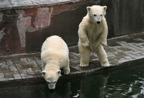 Russia Zoo Polar Bears