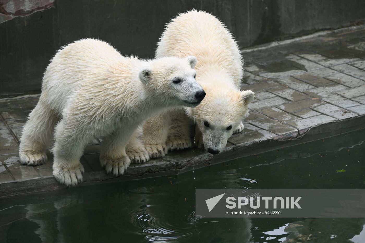 Russia Zoo Polar Bears