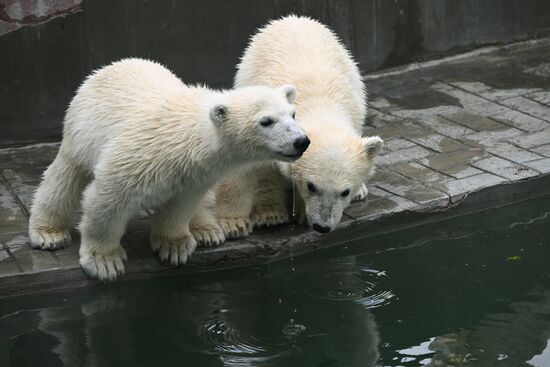 Russia Zoo Polar Bears