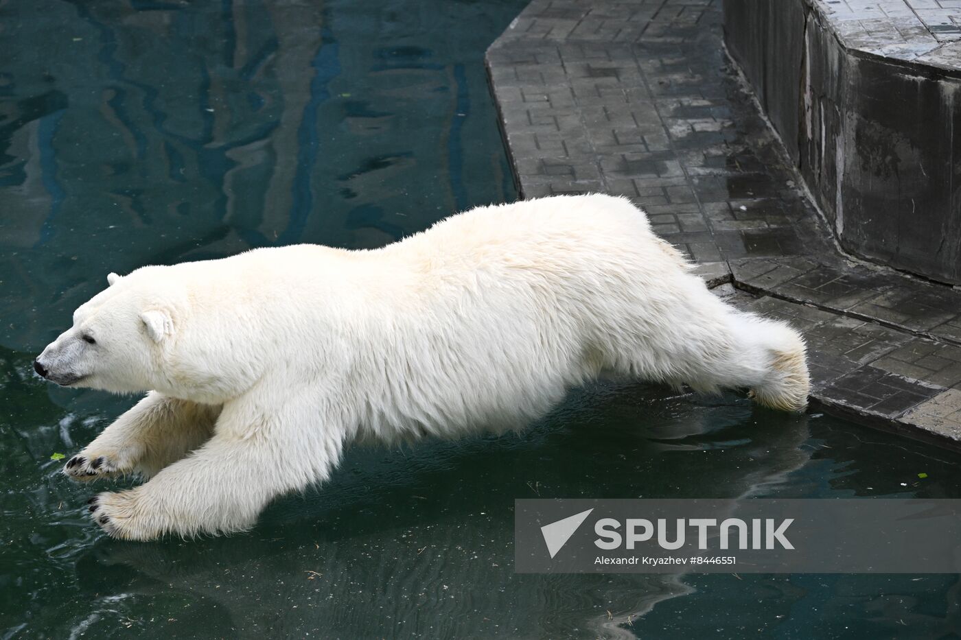 Russia Zoo Polar Bears