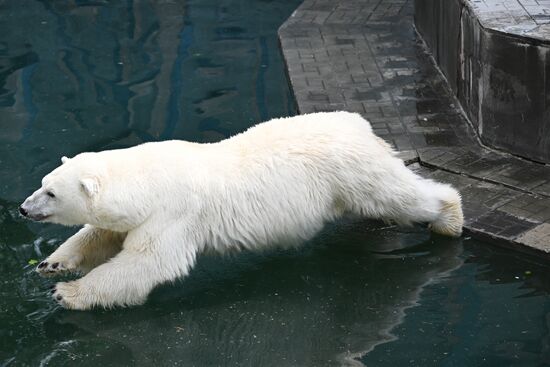 Russia Zoo Polar Bears