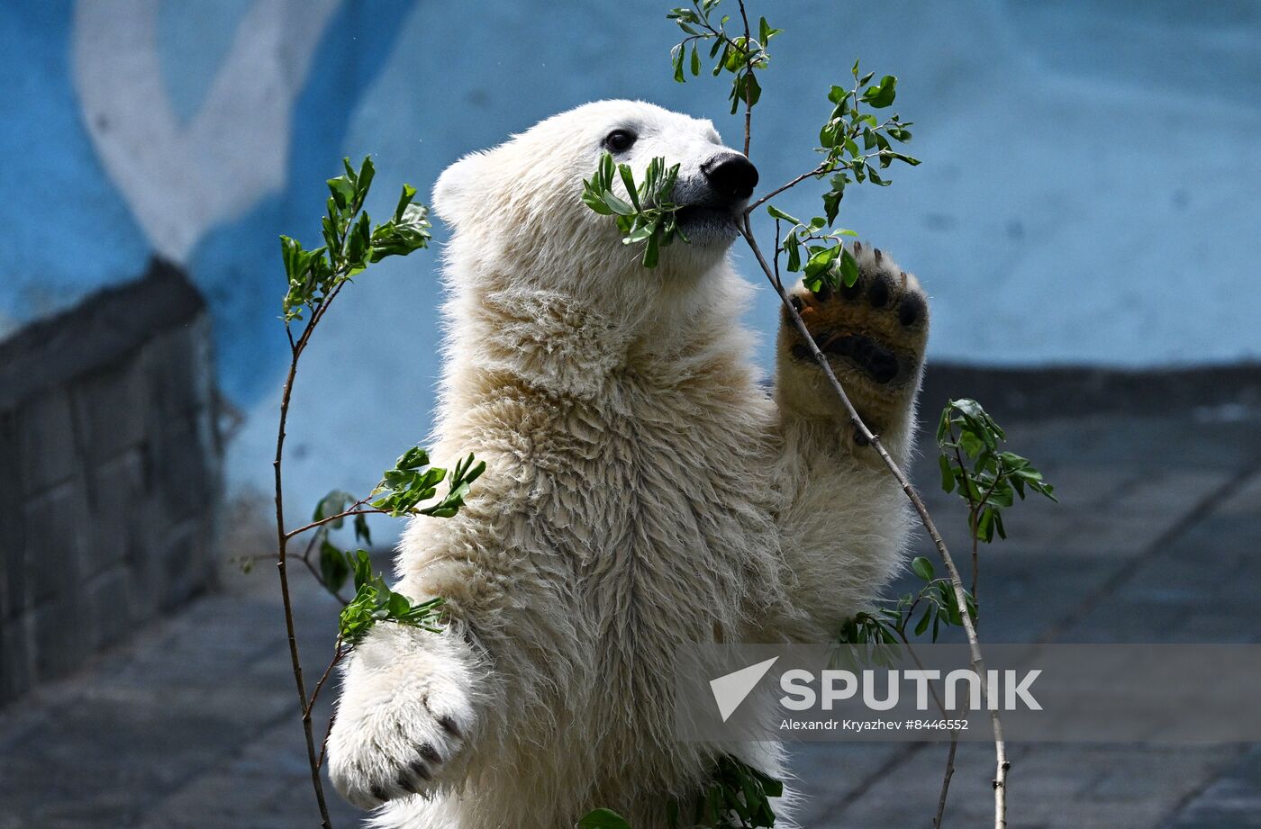 Russia Zoo Polar Bears