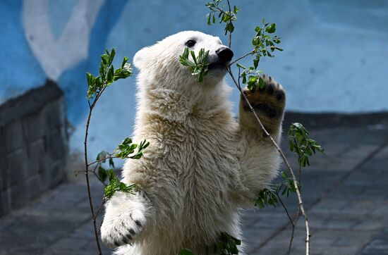 Russia Zoo Polar Bears