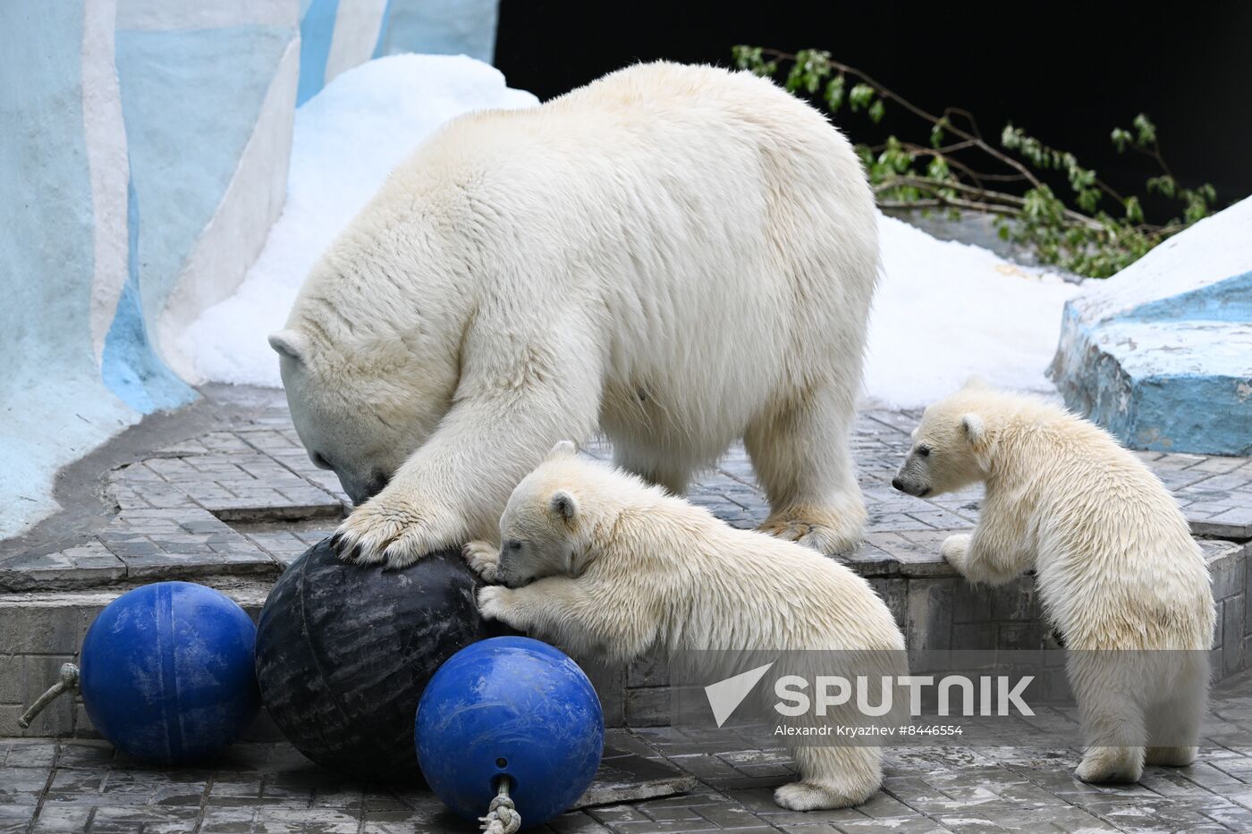 Russia Zoo Polar Bears