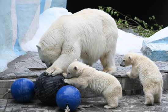 Russia Zoo Polar Bears