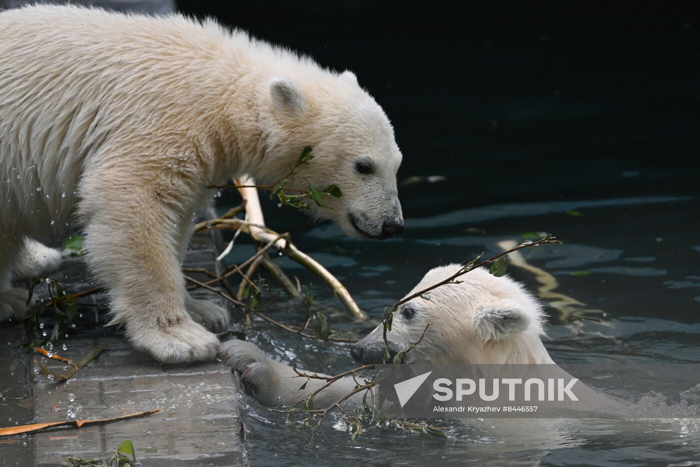 Russia Zoo Polar Bears