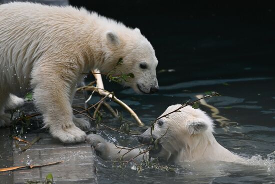 Russia Zoo Polar Bears