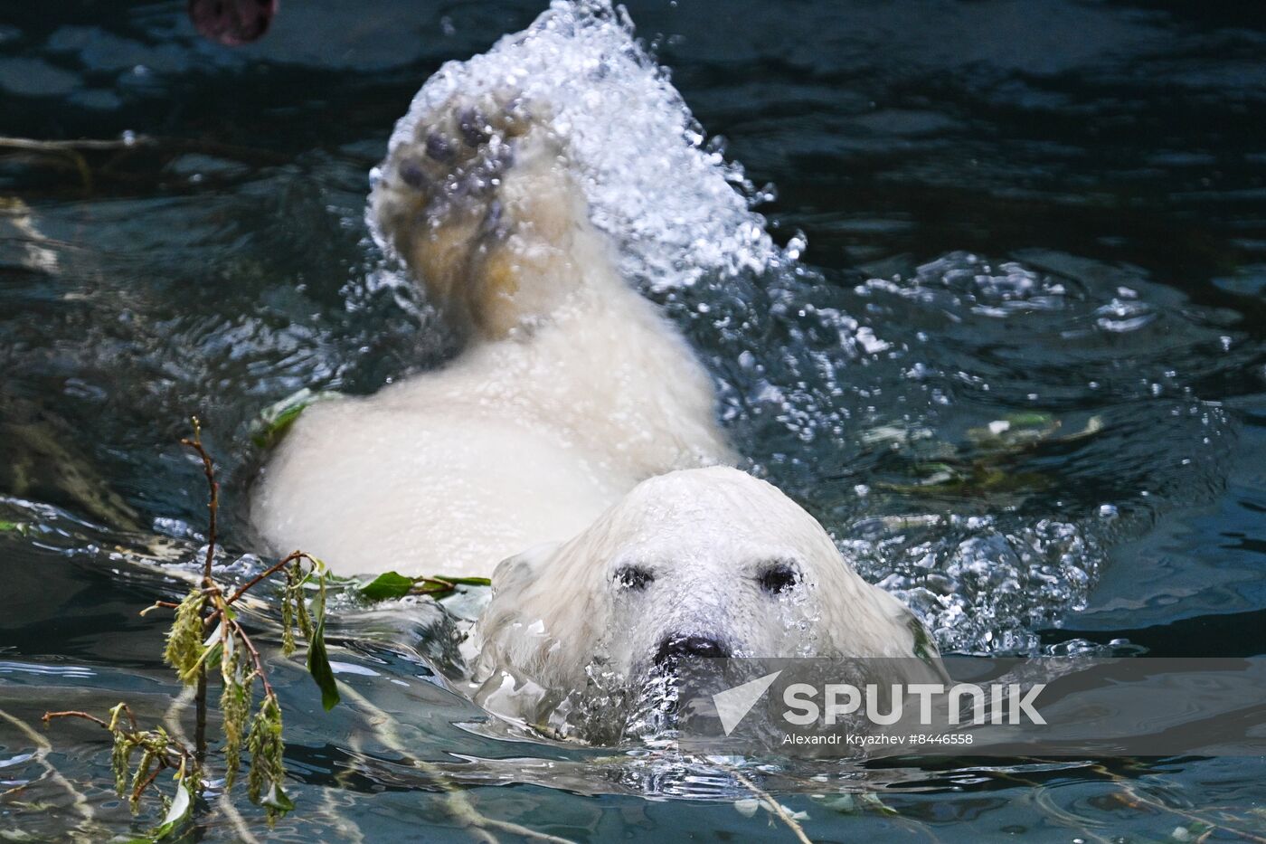 Russia Zoo Polar Bears