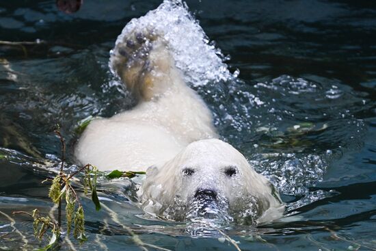 Russia Zoo Polar Bears