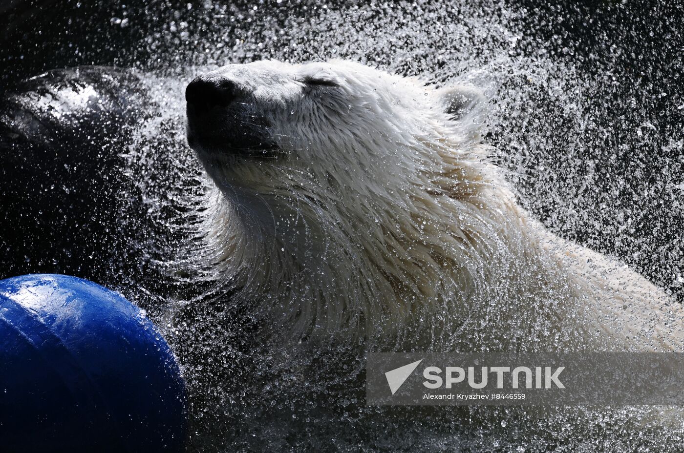 Russia Zoo Polar Bears