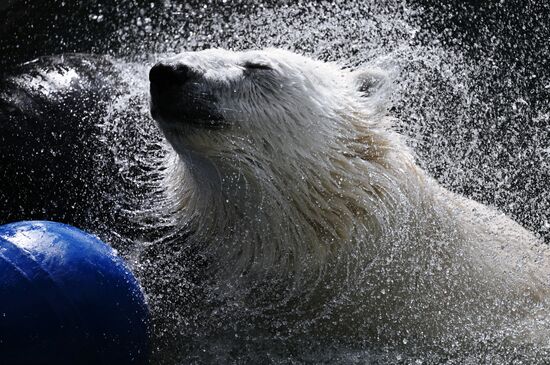 Russia Zoo Polar Bears