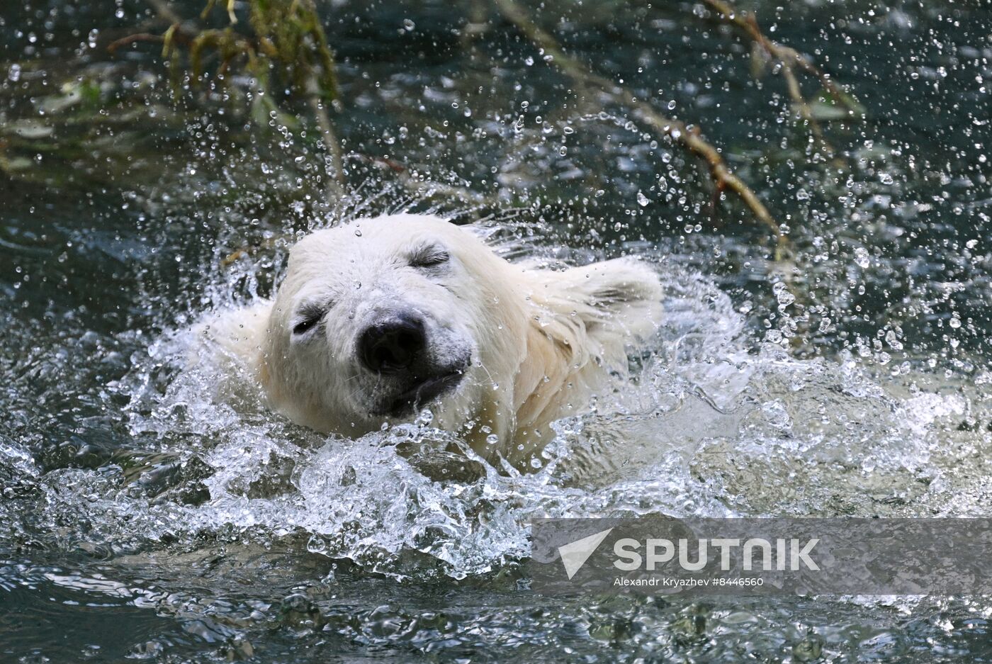 Russia Zoo Polar Bears