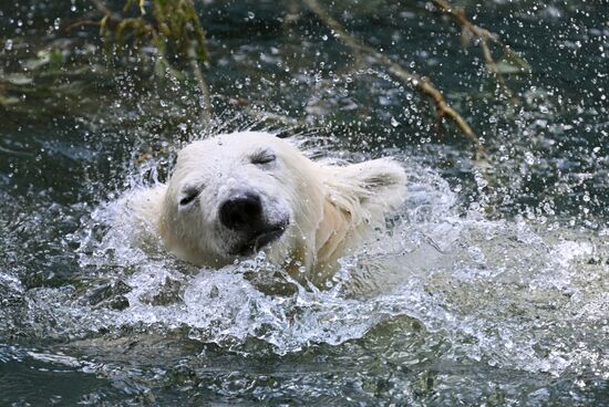 Russia Zoo Polar Bears