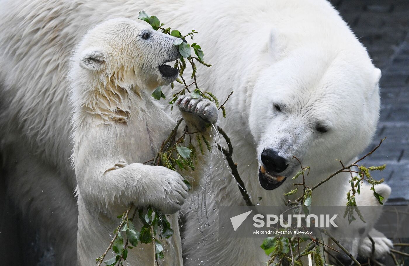 Russia Zoo Polar Bears