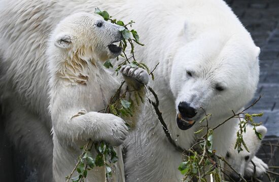 Russia Zoo Polar Bears