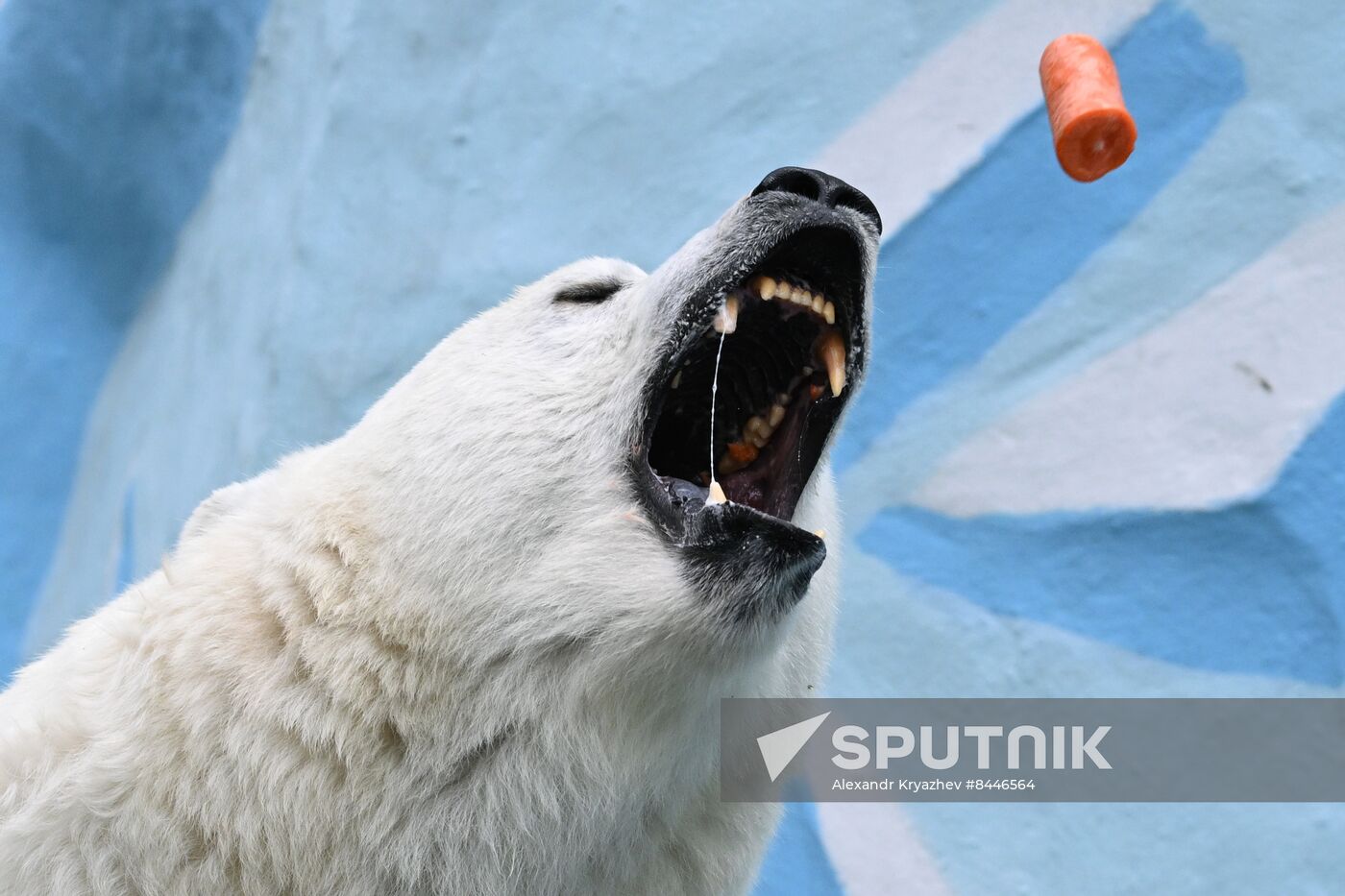 Russia Zoo Polar Bears