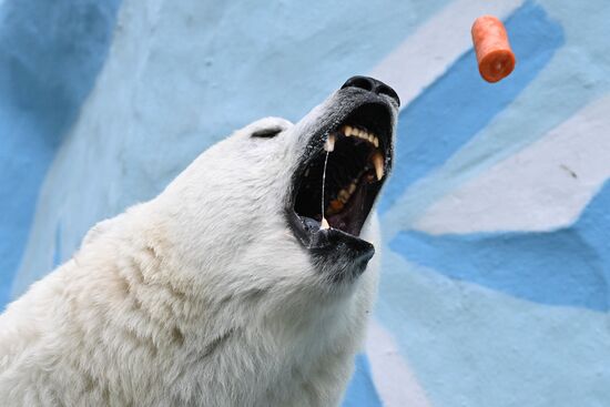 Russia Zoo Polar Bears