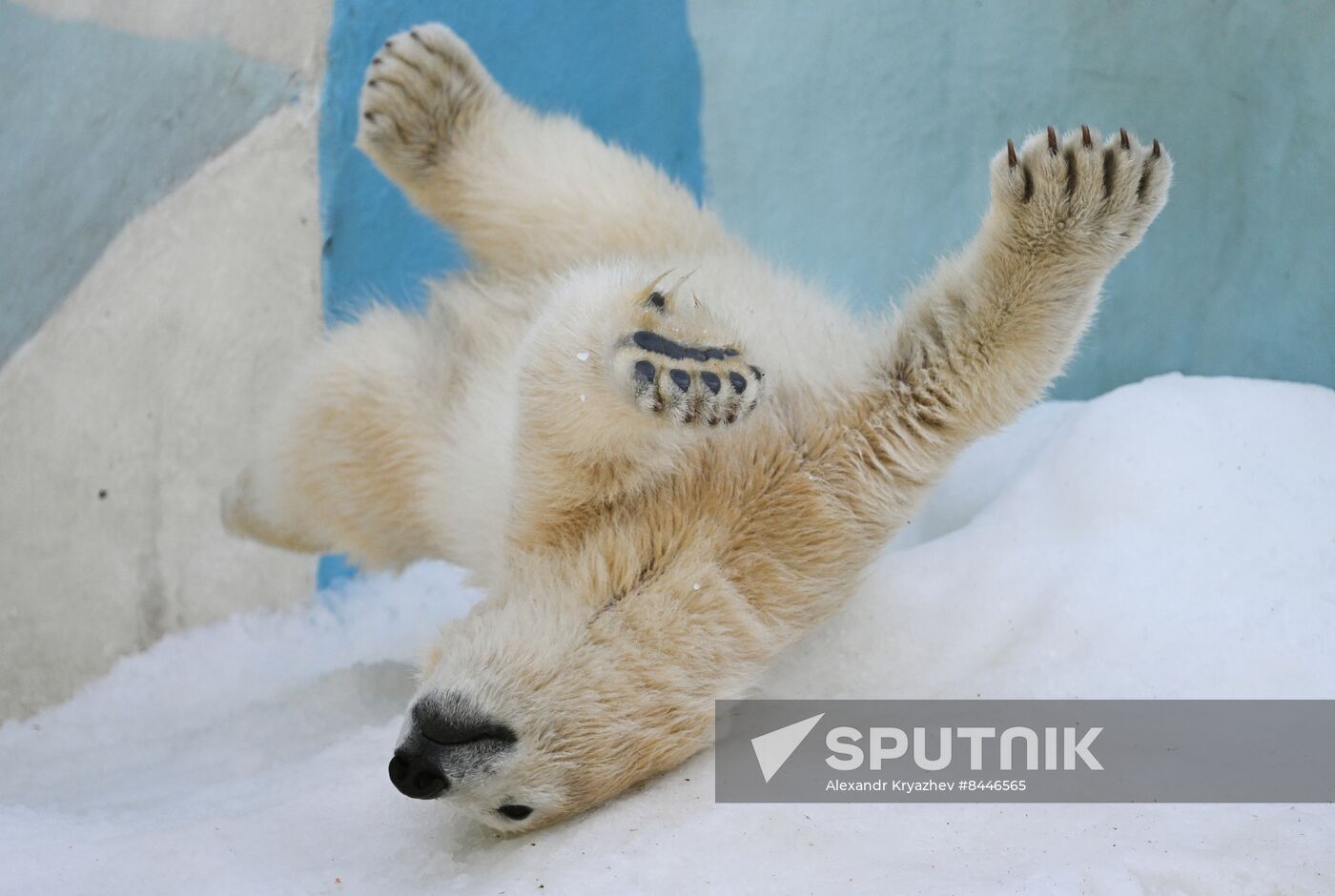 Russia Zoo Polar Bears