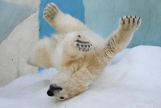 Russia Zoo Polar Bears