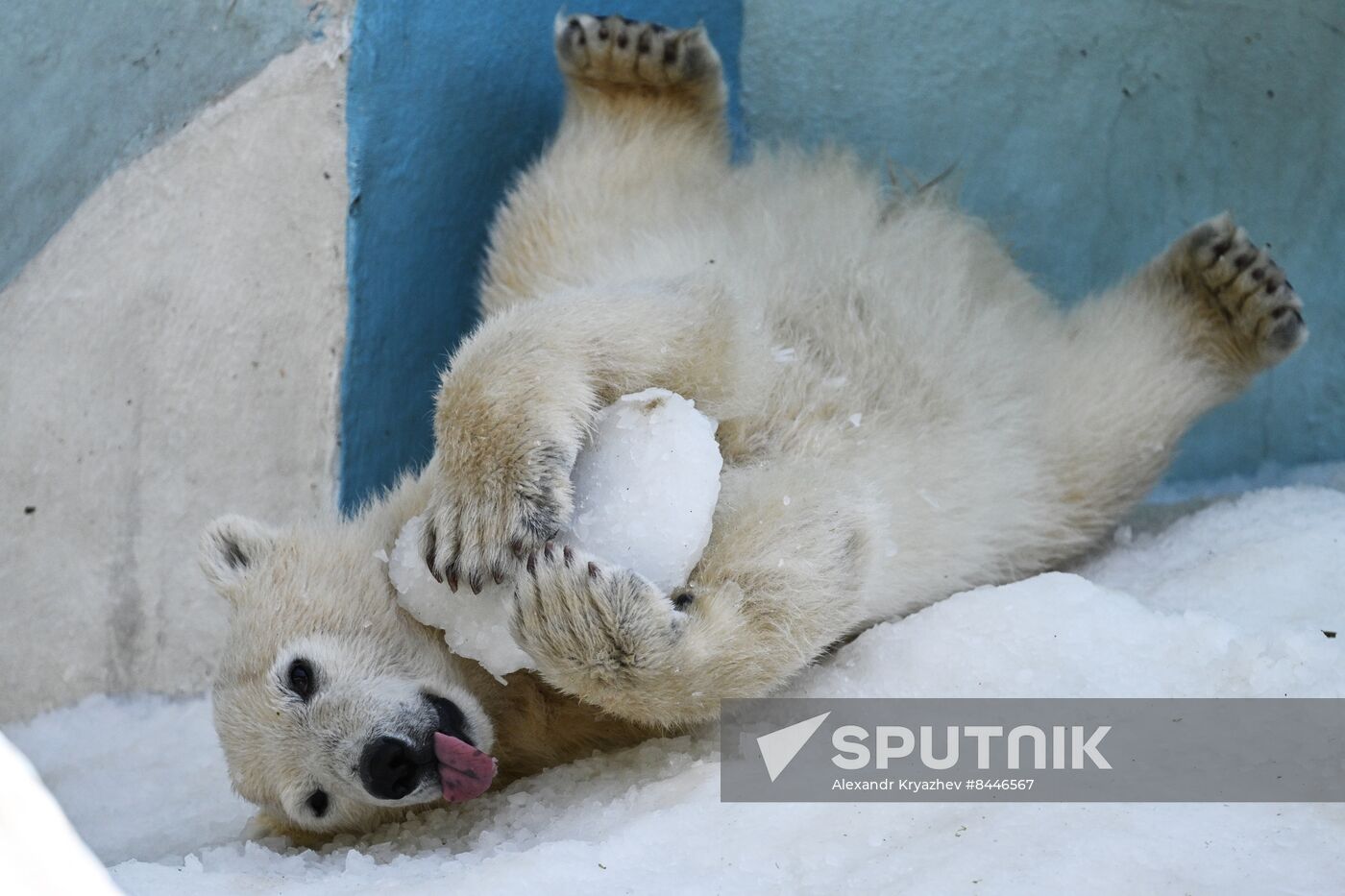 Russia Zoo Polar Bears