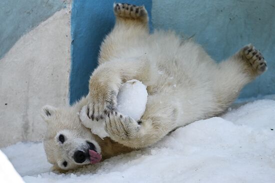 Russia Zoo Polar Bears