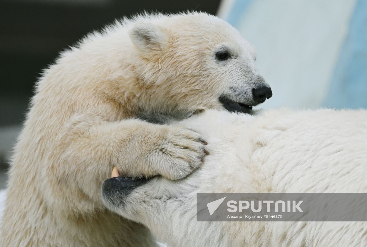 Russia Zoo Polar Bears