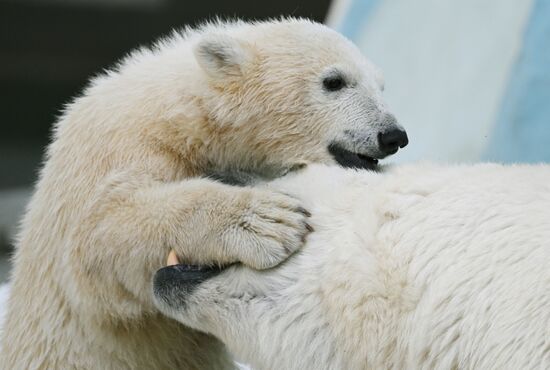 Russia Zoo Polar Bears