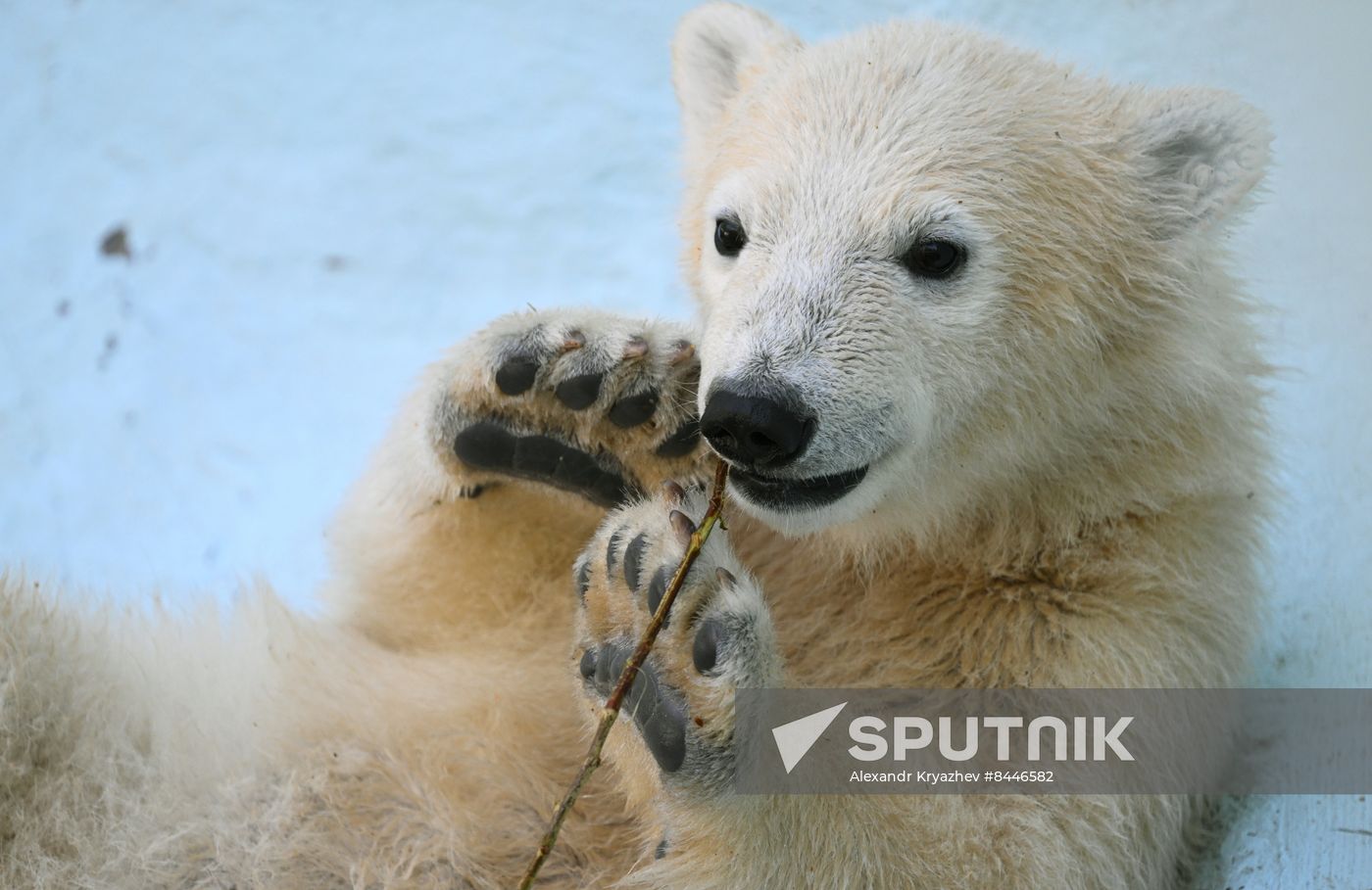 Russia Zoo Polar Bears