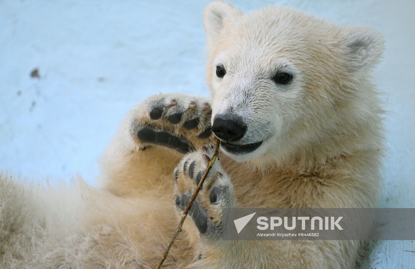 Russia Zoo Polar Bears