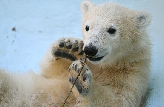 Russia Zoo Polar Bears