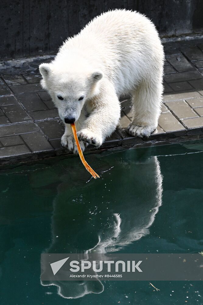 Russia Zoo Polar Bears