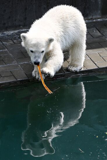Russia Zoo Polar Bears