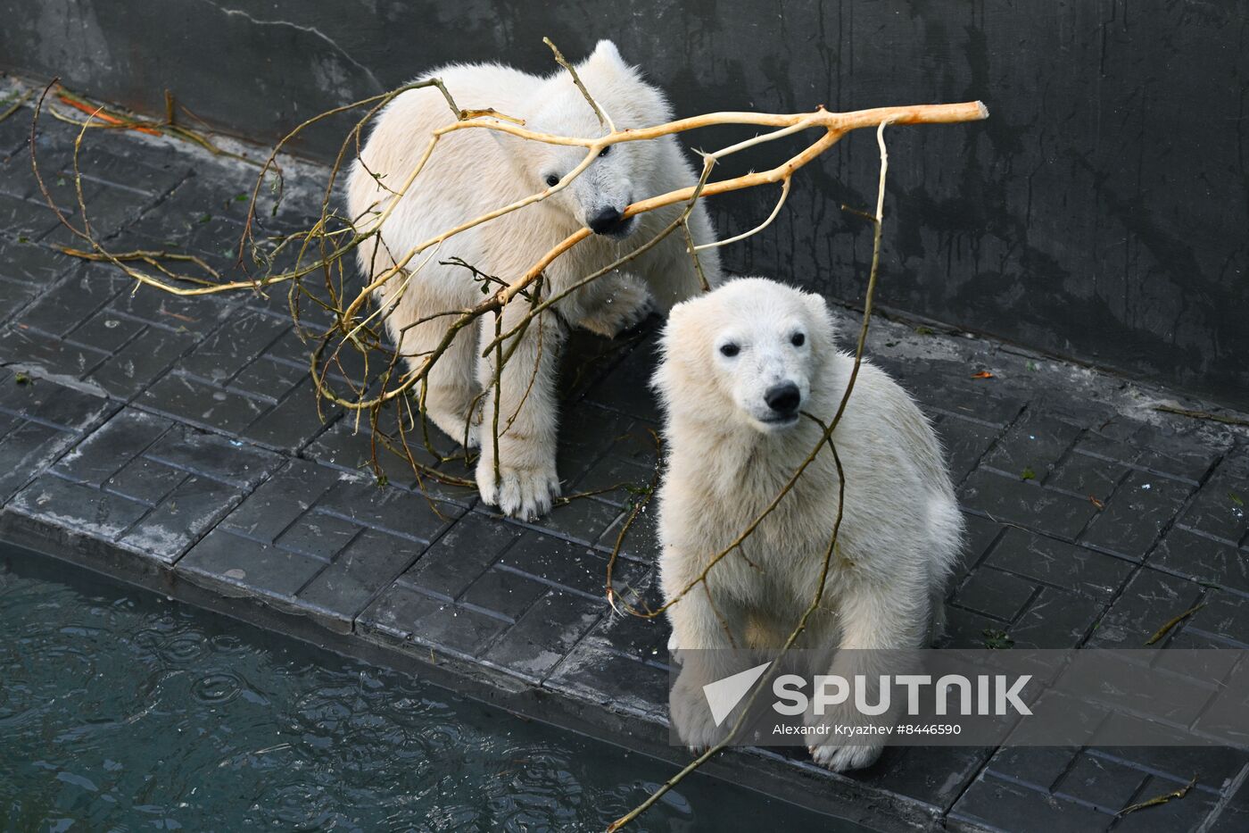 Russia Zoo Polar Bears