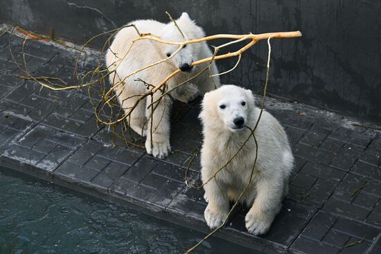 Russia Zoo Polar Bears