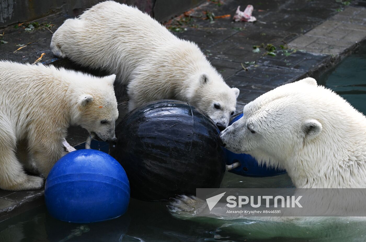 Russia Zoo Polar Bears