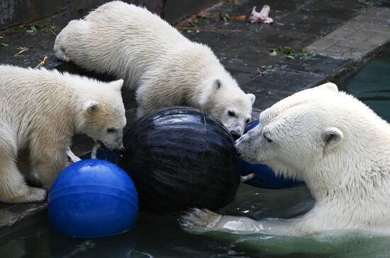 Russia Zoo Polar Bears