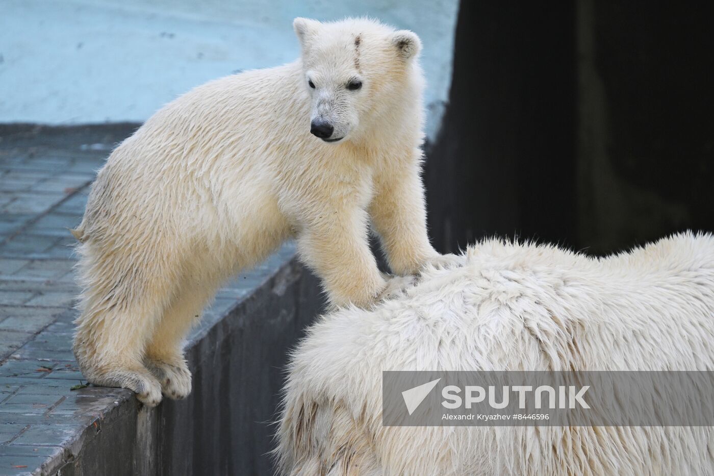 Russia Zoo Polar Bears