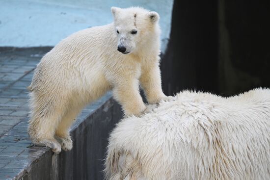 Russia Zoo Polar Bears