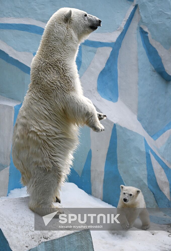 Russia Zoo Polar Bears